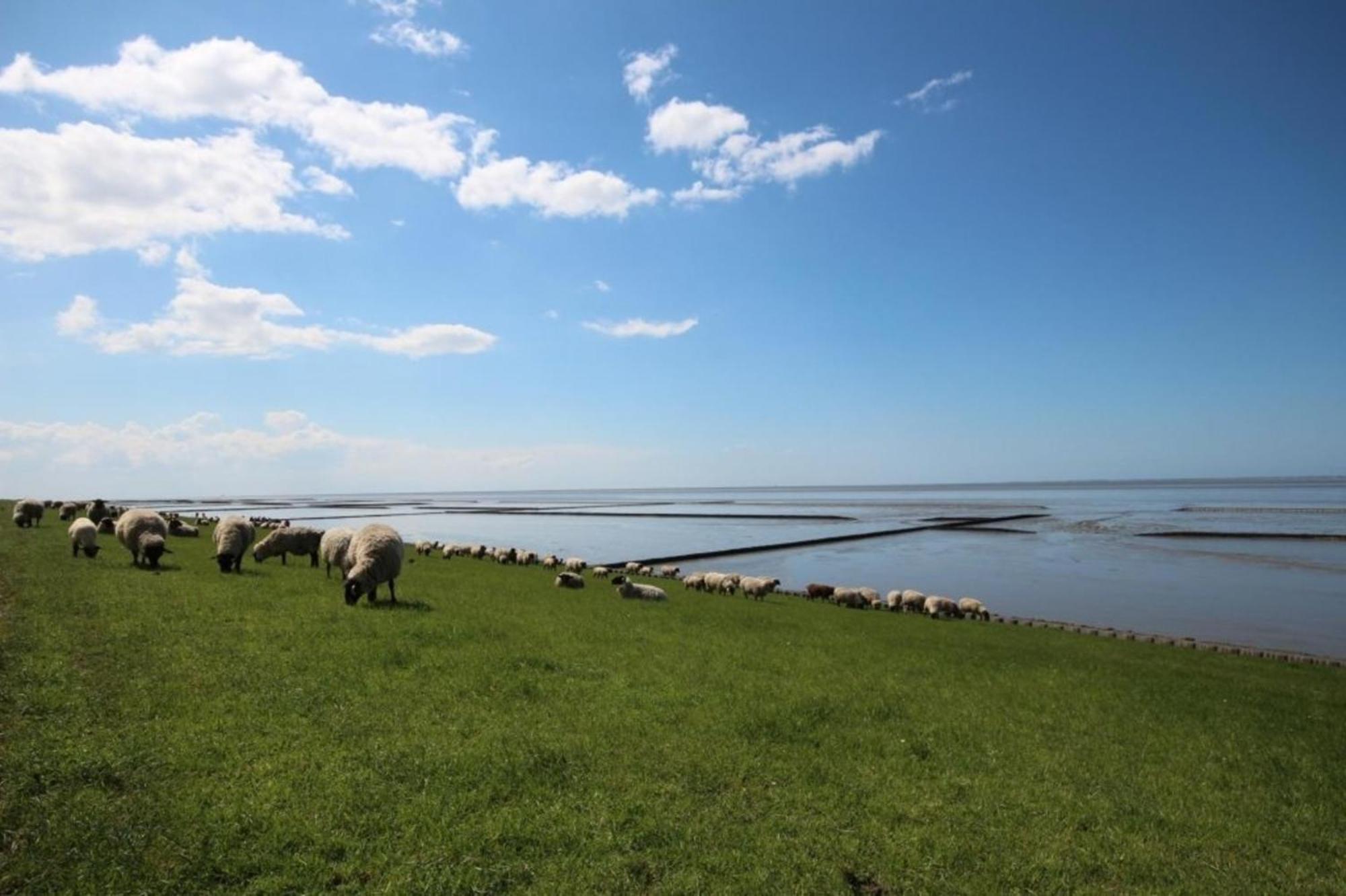 Kleine Nordseewelle ohne Hund Norden Exterior foto